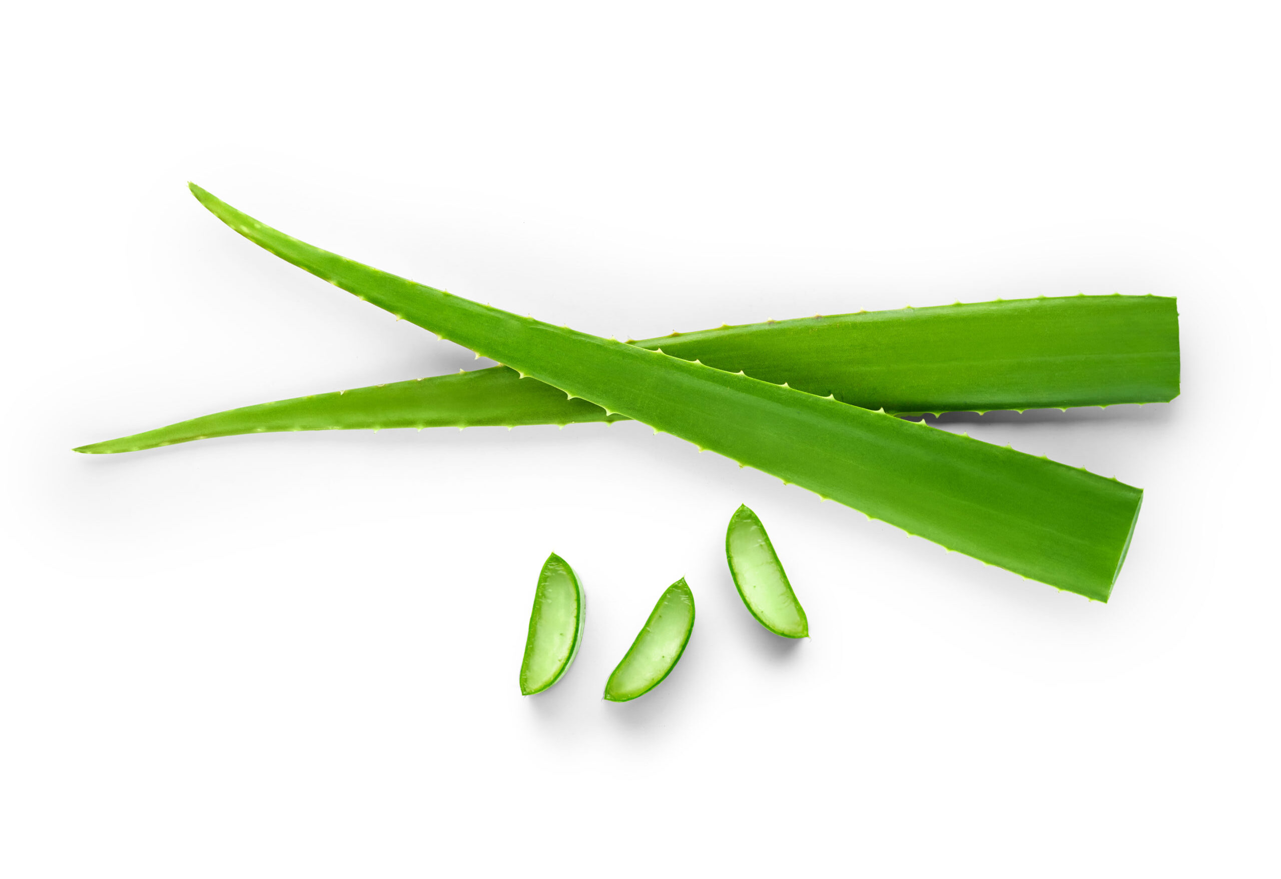 ¿Conoces los beneficios que tiene el aloe vera para el cabello