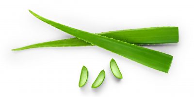 Top view of  fresh sliced Aloe Vera leaf isolated on white background