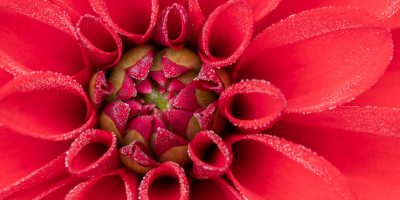 Extreme close up of blooming dahlia flower
