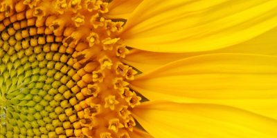Closeup of  beautiful sunflower